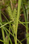 False hop sedge